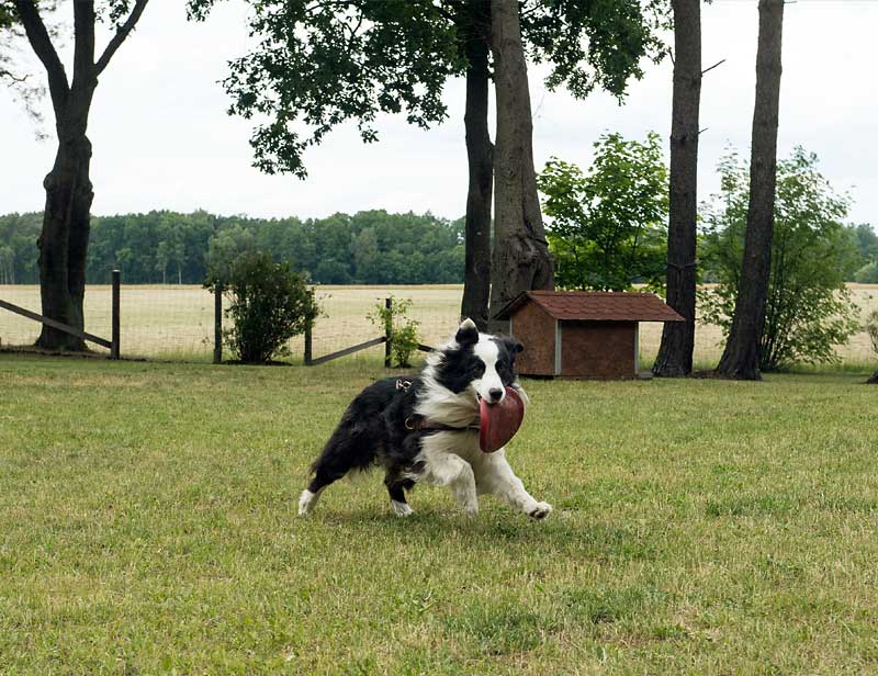 Hund spielt