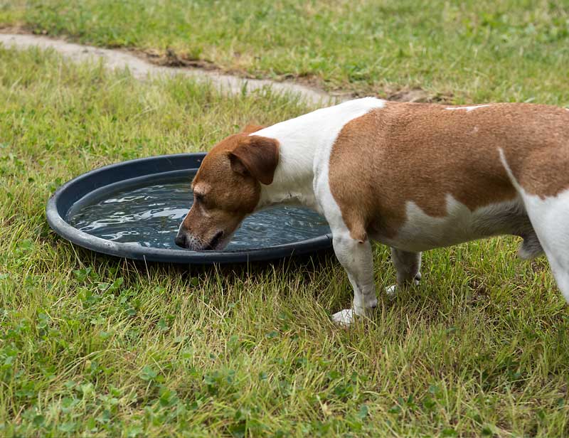 Hund trinkt