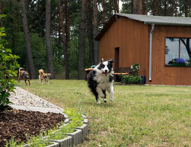 Hundehaus außen