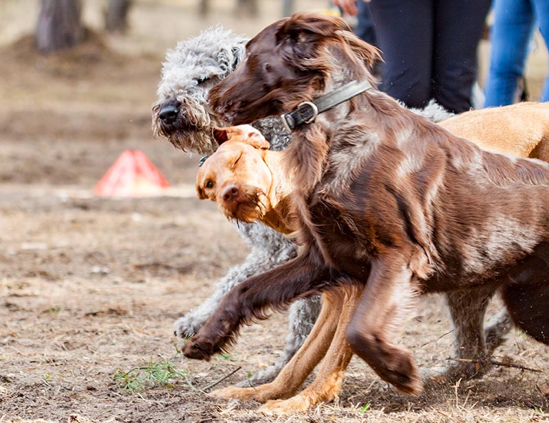 Hundetraining