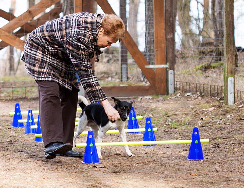 Hundetraining