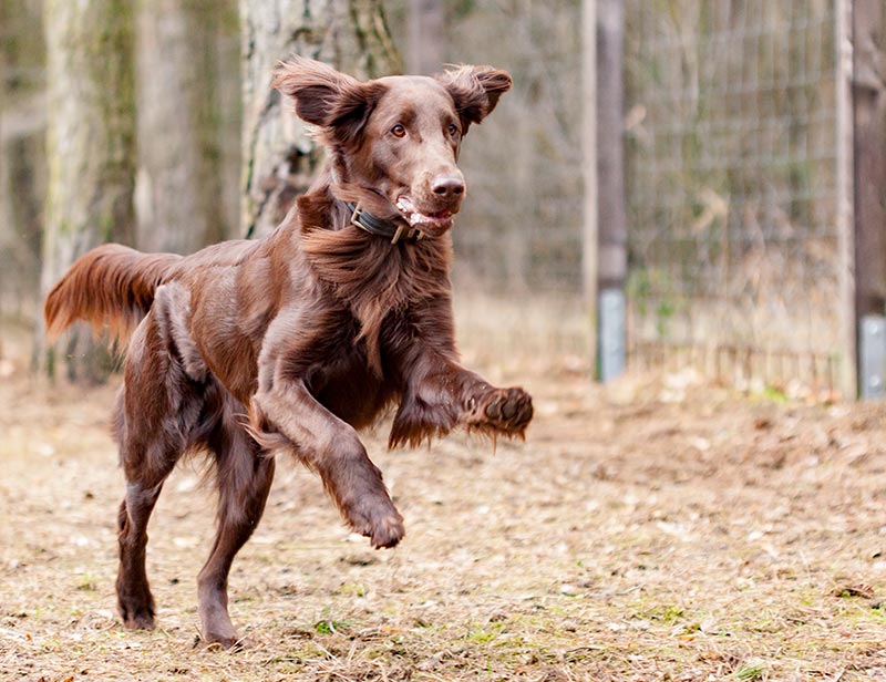 Hundetraining