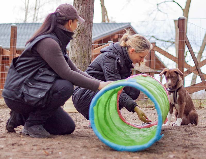 Hundetraining